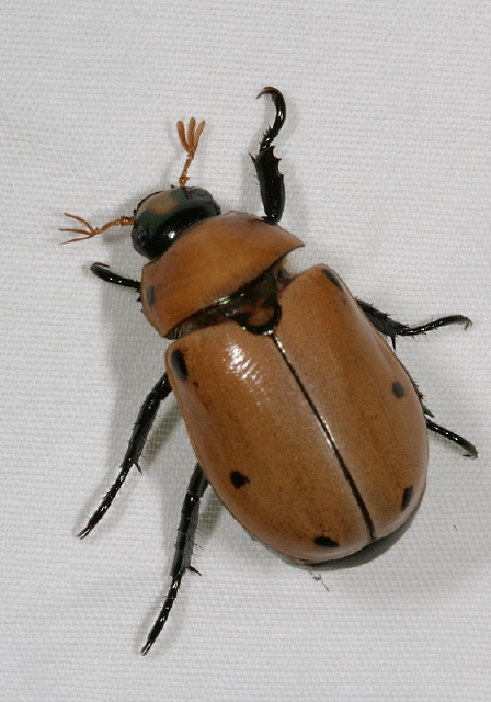 Pelidnota punctata Scarabaeidae