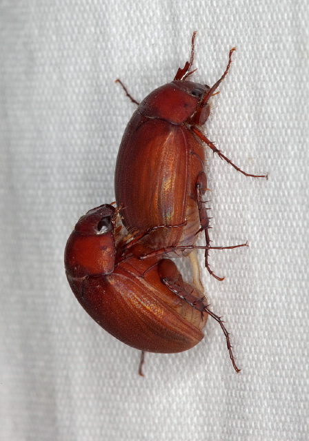 Maladera castanea Scarabaeidae