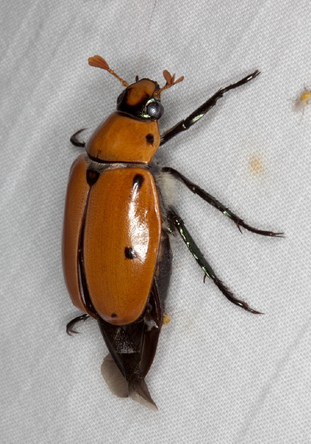 Pelidnota punctata Scarabaeidae