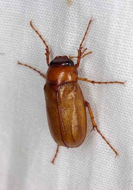 Phyllophaga (Phyllophaga) gracilis Scarabaeidae