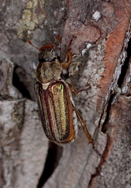 Dichelonyx albicollis Scarabaeidae