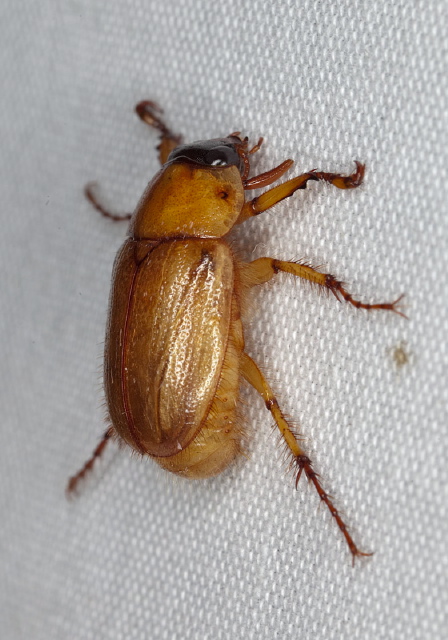 Cyclocephala borealis Scarabaeidae