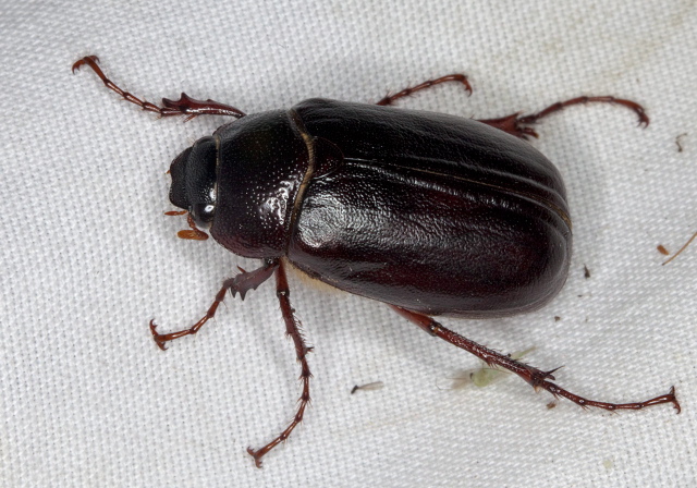 Phyllophaga sp. Scarabaeidae