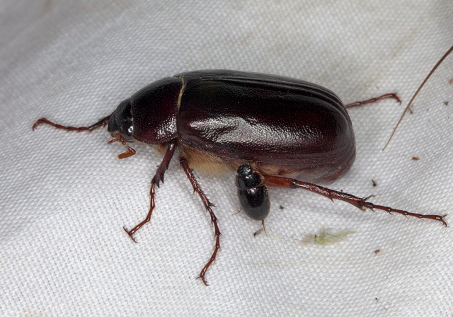 Phyllophaga sp. Scarabaeidae