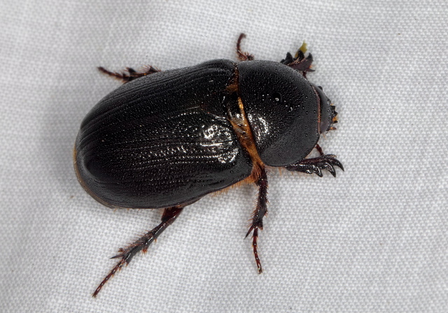 Tomarus relictus Scarabaeidae