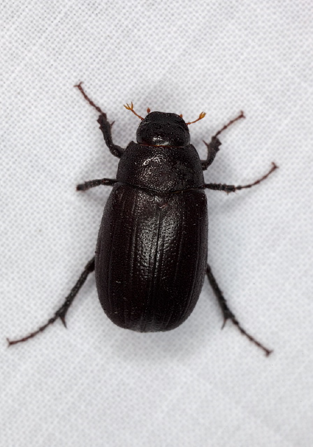 Diplotaxis liberta? Scarabaeidae