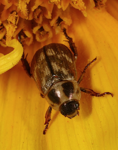Anomala orientalis Scarabaeidae