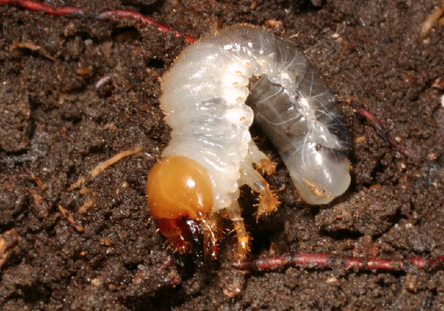   Scarabaeidae