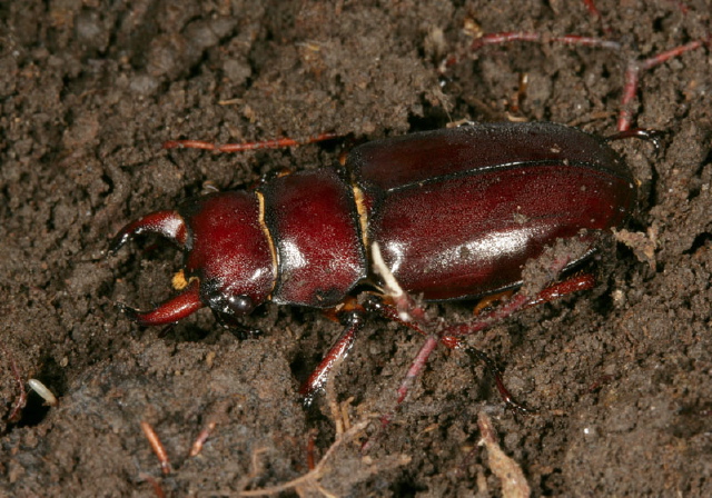 Lucanus capreolus Lucanidae