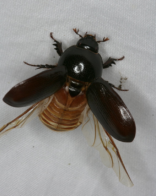 Tomarus relictus Scarabaeidae