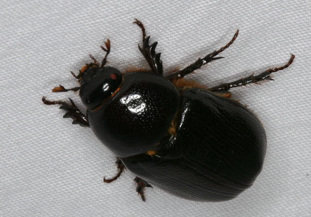 Tomarus relictus Scarabaeidae