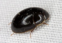 beetle_2085