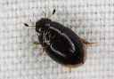 beetle_2500
