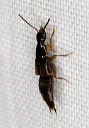 rove_beetle_2035