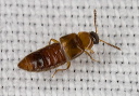 rove_beetle_2042