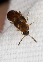 rove_beetle_2445