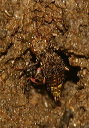 rove_beetle_img_2034