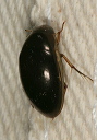 water_scavenger_beetle2010