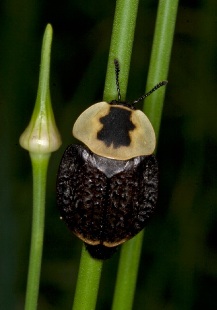 Necrophila americana Silphidae