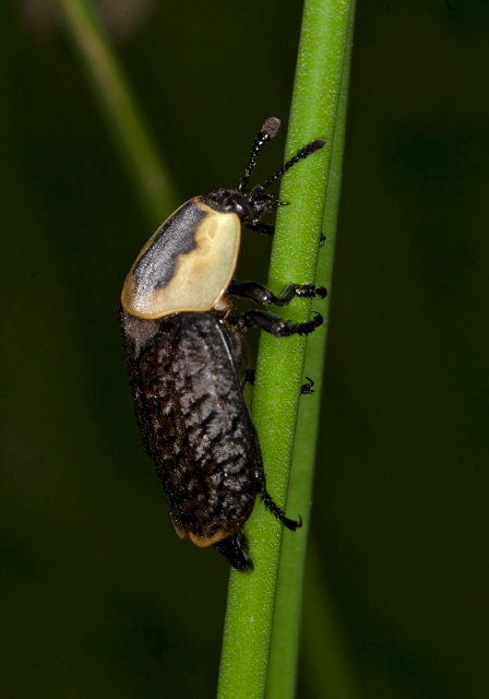 Necrophila americana Silphidae