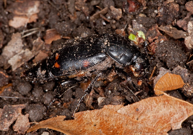 Nicrophorus pustulatus Silphidae