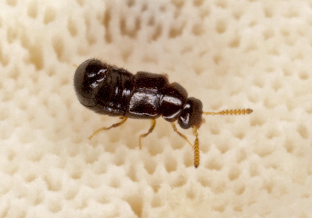   Staphylinidae