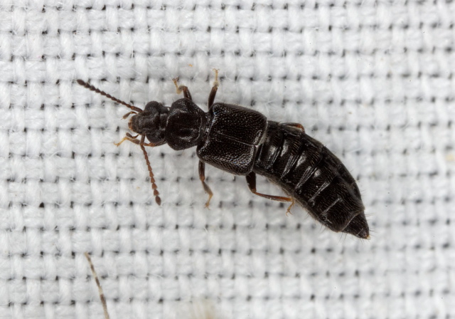 Carpelimus sp. Staphylinidae