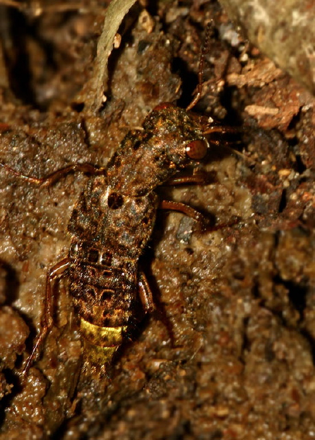 Ontholestes cingulatus Staphylinidae