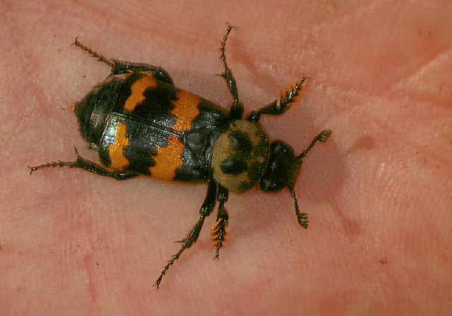 Nicrophorus tomentosus Silphidae