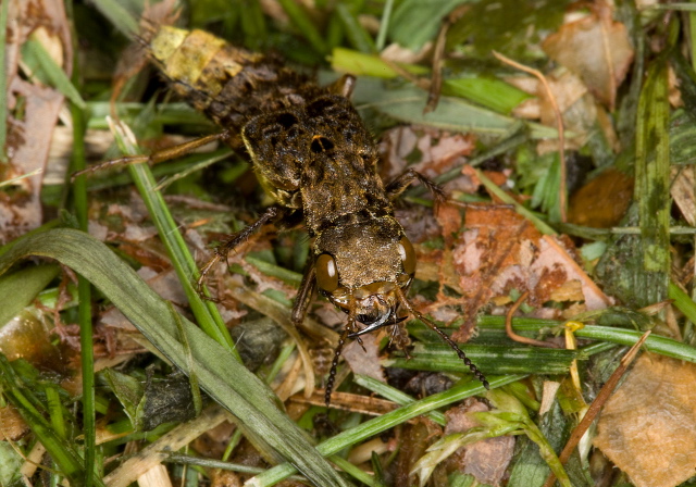 Ontholestes cingulatus Staphylinidae