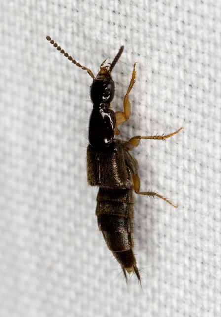 Philonthus sp. Staphylinidae