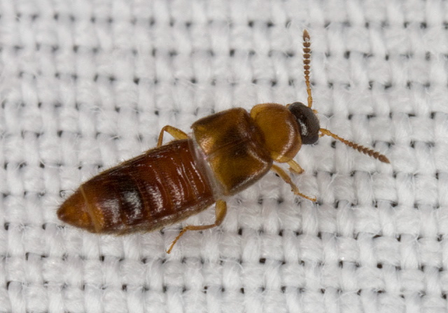 Hoplandria lateralis Staphylinidae