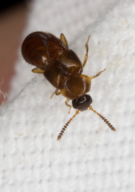 Hoplandria lateralis Staphylinidae