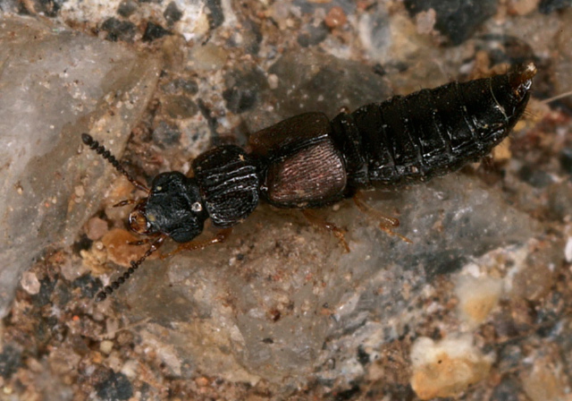 Anotylus sp. Staphylinidae