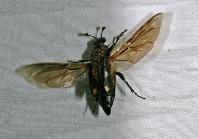 Nicrophorus orbicollis Silphidae