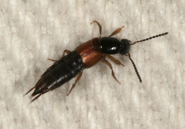 Philonthus sp.? Staphylinidae