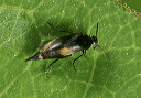 mordellidae_zh3z8815