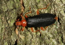 neopyrochroa_flabellata1596