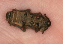 phellopsis_1858