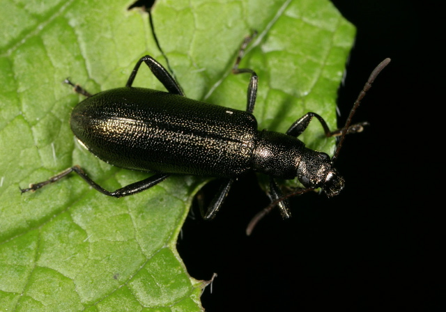 Arthromacra aenea Tenebrionidae