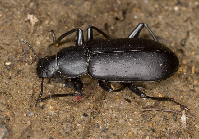 Alobates pennsylvanicus Tenebrionidae