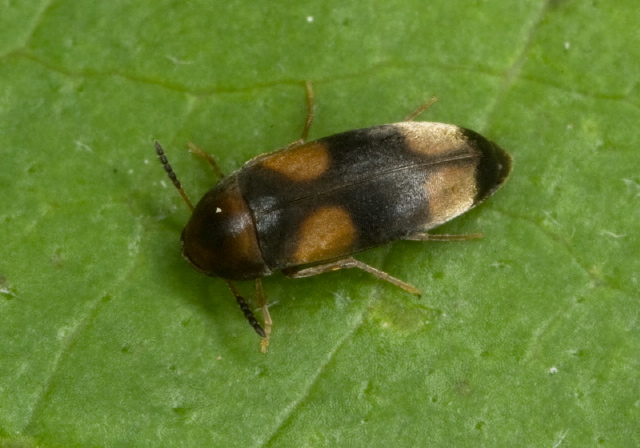 Pentaria trifasciata Scraptiidae