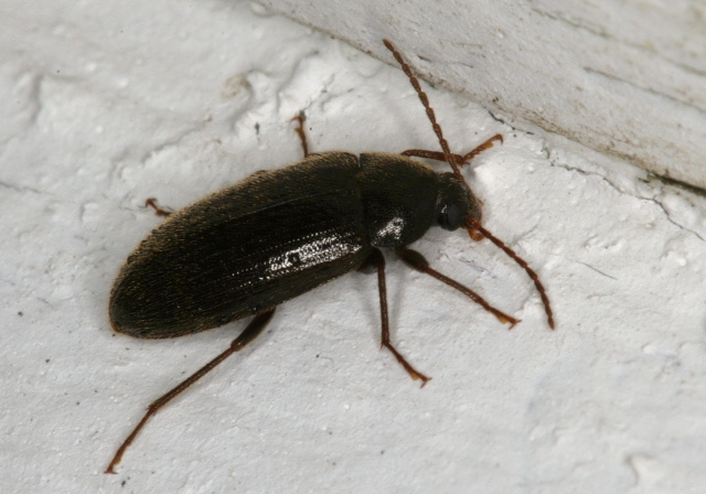 Hymenorus sp. Tenebrionidae