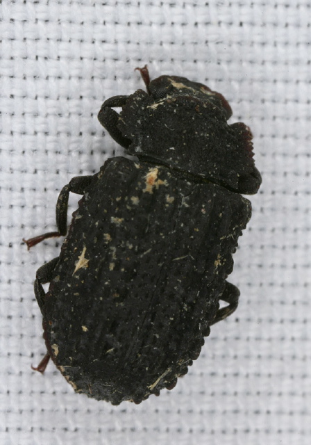 Bolitophagus corticola Tenebrionidae