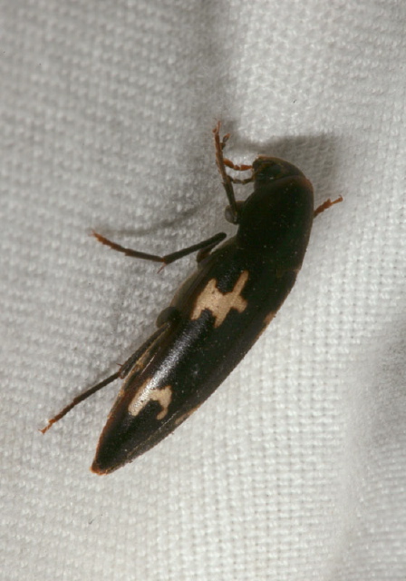 Dircaea liturata Melandryidae