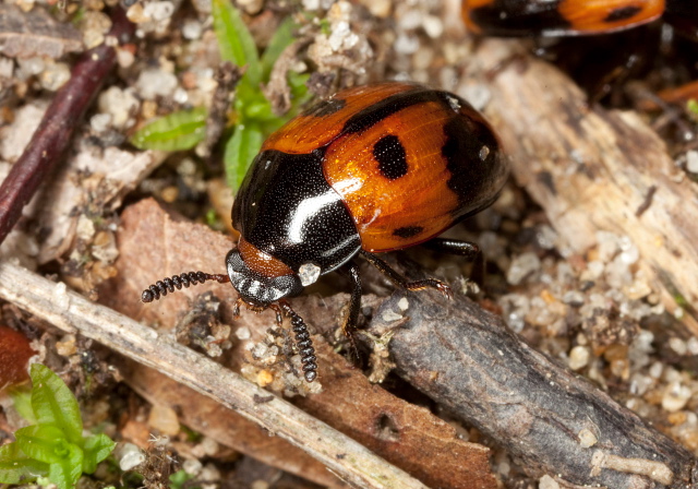 Diaperis maculata Tenebrionidae