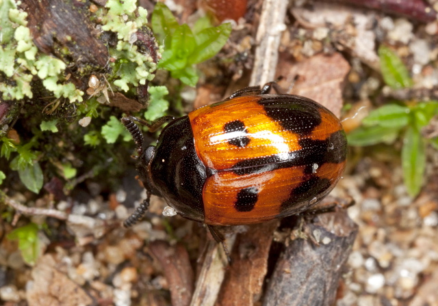 Diaperis maculata Tenebrionidae