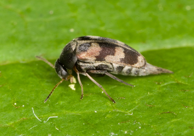   Mordellidae