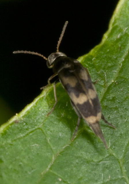 Mordellistena pubescens Mordellidae