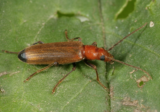 Nacerdes melanura Oedemeridae